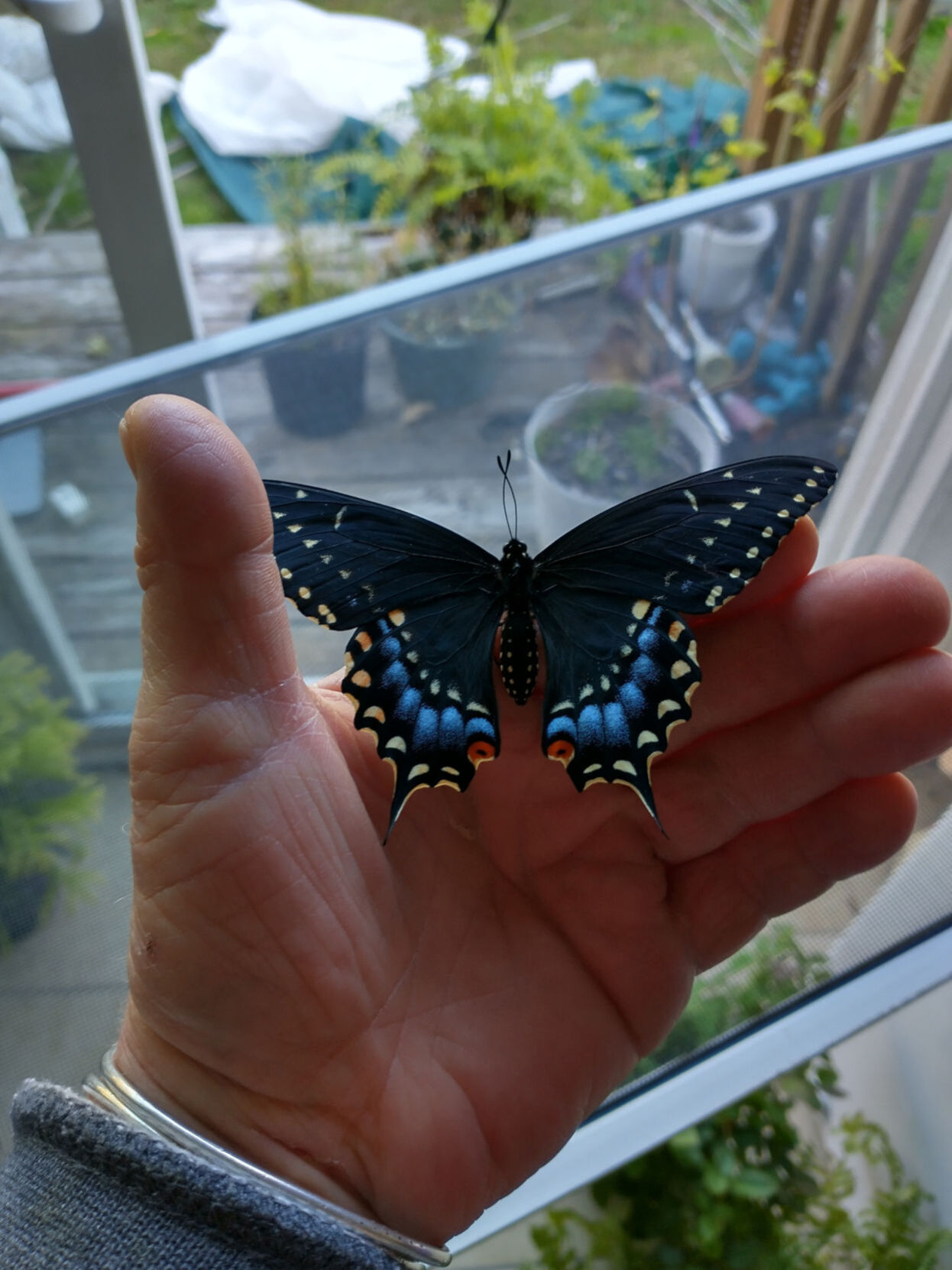 Swallowtail